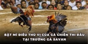 bật mí điều thú vị của gà chiến thi đấu tại trường gà savan