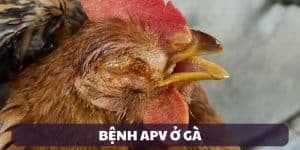 bệnh apv ở gà sát thủ thầm lặng tại trường gà savan