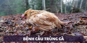 bệnh cầu trùng gà dấu hiệu và cách nhận biết