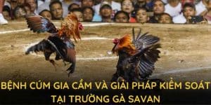 bệnh cúm gia cầm và giải pháp kiểm soát tại trường gà savan