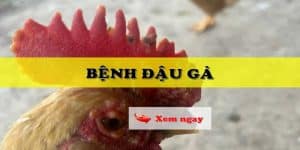 trường gà savan cho biết nguyên nhân triệu chứng của bệnh đậu gà