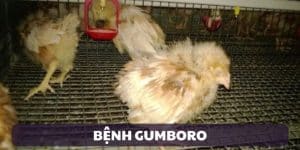 Bệnh Gumboro Hiểm Họa Thầm Lặng Tại Trường Gà Savan