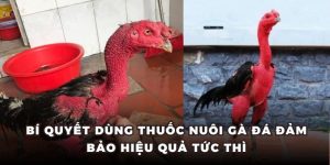 bí quyết dùng thuốc nuôi gà đá đảm bảo hiệu quả tức thì