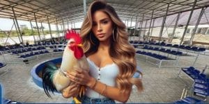 cách chọn gà chọi chuẩn khi thi đấu tại trường gà savan