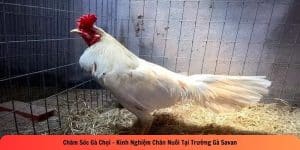 chăm sóc gà chọi kinh nghiệm chăn nuôi tại trường gà savan