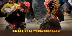 đá gà live tại truonggasavan ưu đãi không nên bỏ lỡ