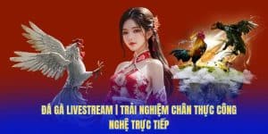 đá gà livestream trải nghiệm chân thực tại TRường gà savan
