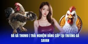 đá gà thomo trải nghiệm đẳng cấp tại trường gà savan