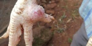 gà chọi bị chai chân dấu hiệu và điều trị