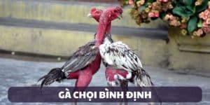 gà chọi bình định bảo vật sống của trường gà savan