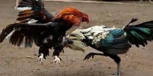 gà mỹ giống chọi kê đỉnh nhất tại trường gà savan