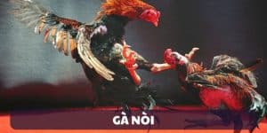 gà nòi huyền thoại chiến kê tại trường gà savan