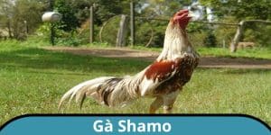 gà shamo khám phá võ sĩ samurai trên các trường gà savan