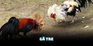 Gà tre là gì Thông tin mới nhất tại trường gà Savan