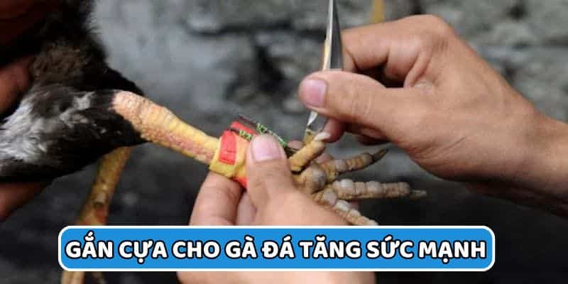Gắn cựa chuẩn để tăng sức mạnh tại Trường Gà Savan