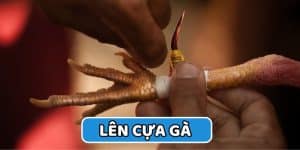 trường gà savan hướng dẫn lên cựa gà