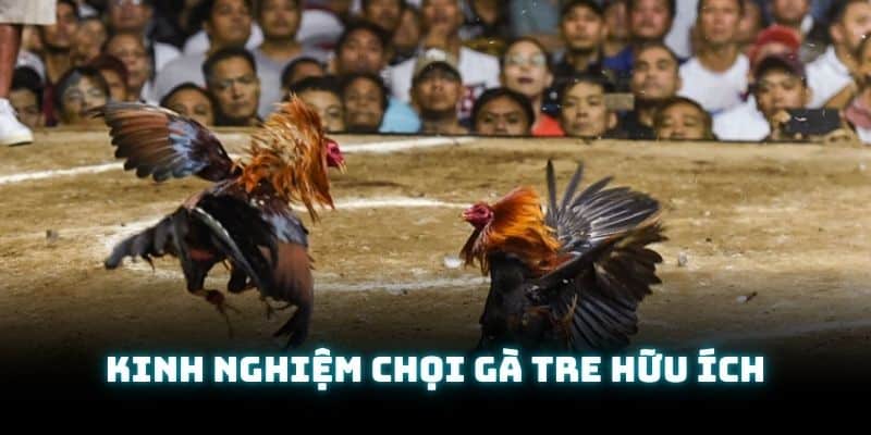 Một vài kinh nghiệm để bạn đặt cược ở trường gà Savan chuẩn xác hơn