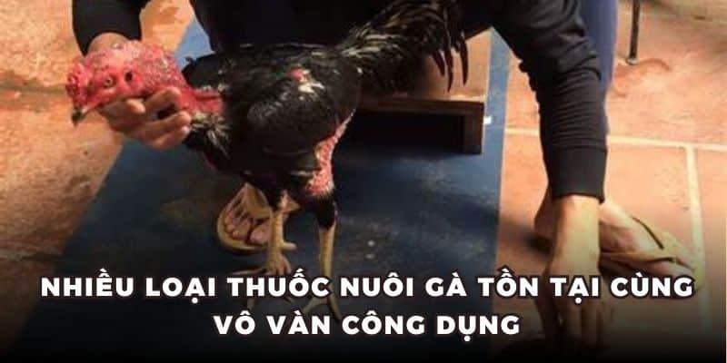 Nhiều loại thuốc nuôi gà tồn tại cùng vô vàn công dụng