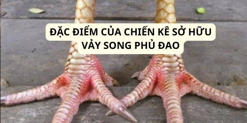 Những điểm đặc trưng của chiến kê mà Trường Gà Savan tổng hợp