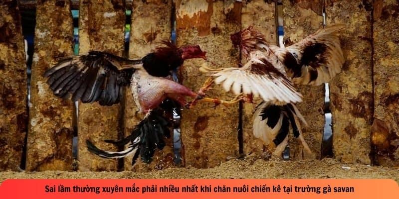 Sai lầm thường xuyên gặp phải nhiều nhất khi chăn nuôi chiến kê tại trường gà savan