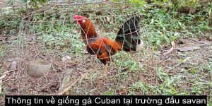 thông tin về giống gà cuban tại trường gà savan