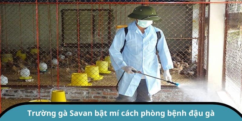 Trường gà Savan bật mí cách phòng bệnh đậu gà