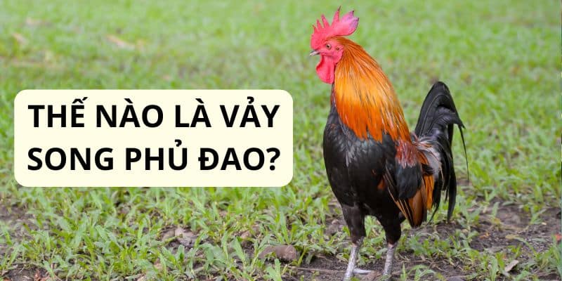 Trường Gà Savan chia sẻ về vảy song phủ đao