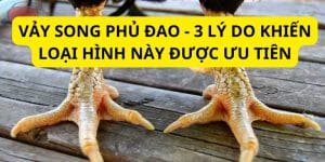vảy song phủ đao tìm hiểu chi tiết cùng trường gà savan