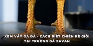 xem vảy đá gà cách nhận biết chiến kê giỏi tại trường gà savan