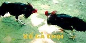 xổ gà chọi là gì bí quyết xổ gà từ chuyên gia