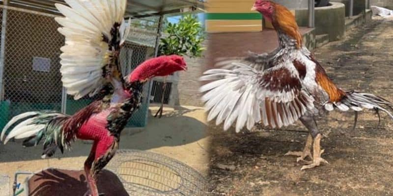 Trường gà savan - những lưu ý cần nắm vững